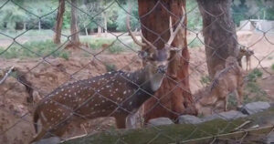 animals in amirthi forest
